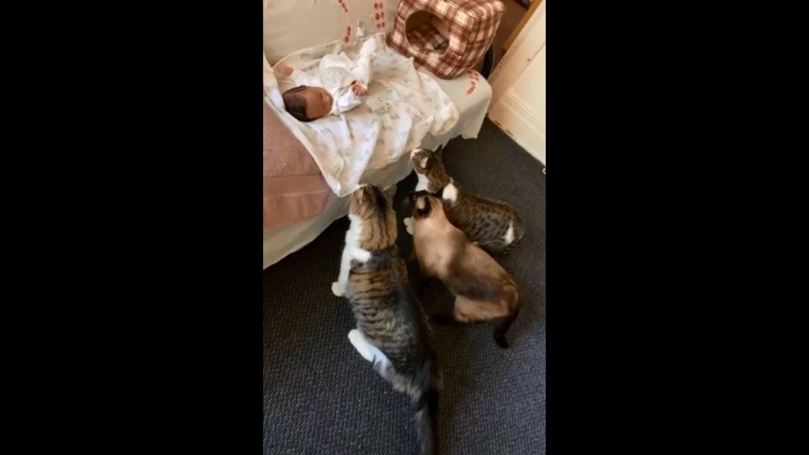 Cats meeting for first hot sale time