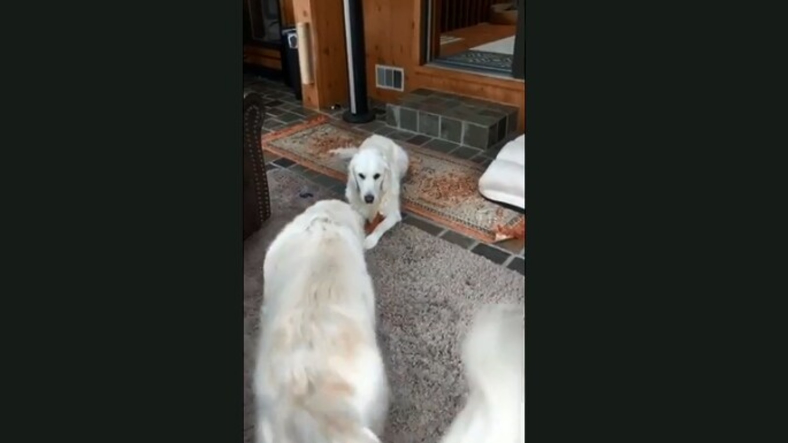 Toys to stick, dog keeps stealing things from her pooch sister. Watch