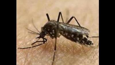 Dengue cases in Chandigarh tricity have dipped as the weather conditions are not ideal for aedes mosquitoes to breed in. (Representative image/AP)