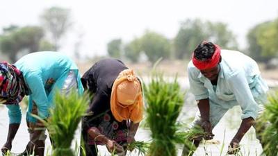 Around 1.79 lakh farmers had registered last year for the purpose and the state procured 62.8 lakh tons paddy against the target of 60 lakh tons. (HT File)