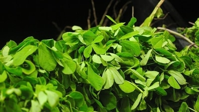 Fenugreek or Methi can help control blood sugar levels for people with diabetes. (Pixabay) Fenugreek or Methi can help control blood sugar levels for people with diabetes. (Pixabay)
