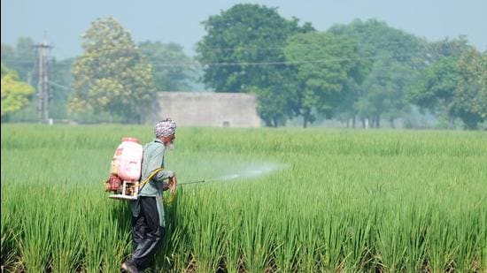 A farmer sprays fertilizer on his paddy crop, at Village Sidhuwal, in Patiala, Punjab, India, on Friday, September 18, 2020. (Photo by Bharat Bhushan/ Hindustan Times) (HT File)