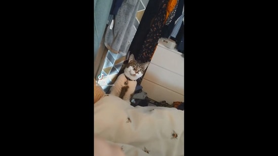 The image taken from the Instagram video shows the neighbour's cat.(Screengrab)