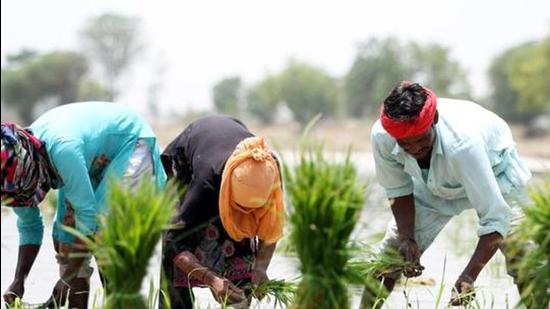 Around 1.79 lakh farmers had registered last year for the purpose and the state procured 62.8 lakh tons paddy against the target of 60 lakh tons. (HT File)