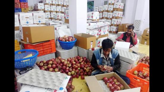 The Samyukt Kisan Morcha wants that farmers should be allowed to keep 25% of their apple crop in the compressed atmospheric (CA) stores built by corporates as had been agreed upon while granting permission for the construction of such stores. (HT file photo)