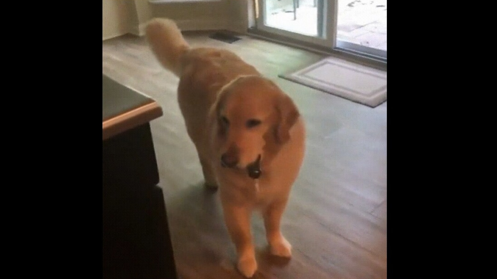 Genius doggo hides human s house keys so they cannot leave. Watch