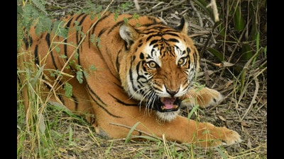 Spread across 59 hectares near the Jalandhar Bypass in Ludhiana, the Tiger safari zoo was opened in 1992 and has been a huge attraction for visitors since. (HT Photo) Spread across 59 hectares near the Jalandhar Bypass in Ludhiana, the Tiger safari zoo was opened in 1992 and has been a huge attraction for visitors since. (HT Photo)