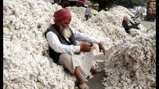 A farmer waits to sell his cotton crop in the Bathinda grain market on Sunday. (Sanjeev Kumar /HT)