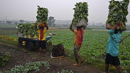 Farmers carry a harvested crop for transportation to market after the authorities ordered to harvest matured crops to save from the effect of the cyclone Jawad, in Kolkata.(AFP)