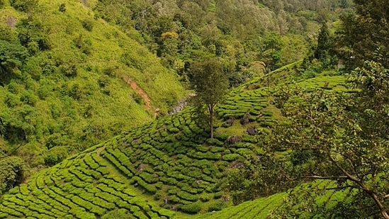 The Forest and Tourism departments in Tamil Nadu have jointly conducted a survey to identify more tourist spots in the Nilgiris district in the state, Tourism Minister Mathiventhan said on Sunday.(Unsplash)