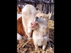 This pair of best friends, namely a dog and a cow, were seen sunbathing together. (reddit/@UnironicThatcherite) This pair of best friends, namely a dog and a cow, were seen sunbathing together. (reddit/@UnironicThatcherite)