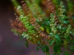 Tulsi leaves are known for their medicinal benefits. The anti-bacterial, anti-viral and anti-fungal properties help in improving the immunity of the body. Having tulsi tea every day helps the skin to glow and delays the aging process. Read about the benefits consuming tulsi leaves in empty stomach, here.(Twitter) Tulsi leaves are known for their medicinal benefits. The anti-bacterial, anti-viral and anti-fungal properties help in improving the immunity of the body. Having tulsi tea every day helps the skin to glow and delays the aging process. Read about the benefits consuming tulsi leaves in empty stomach, here.(Twitter)