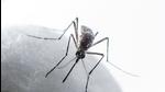 After a peak of dengue infections in October, the fresh cases are now ebbing daily due to a dip in temperature in Chandigarh tricity area. (Satish Bate/HT PHOTO) After a peak of dengue infections in October, the fresh cases are now ebbing daily due to a dip in temperature in Chandigarh tricity area. (Satish Bate/HT PHOTO)