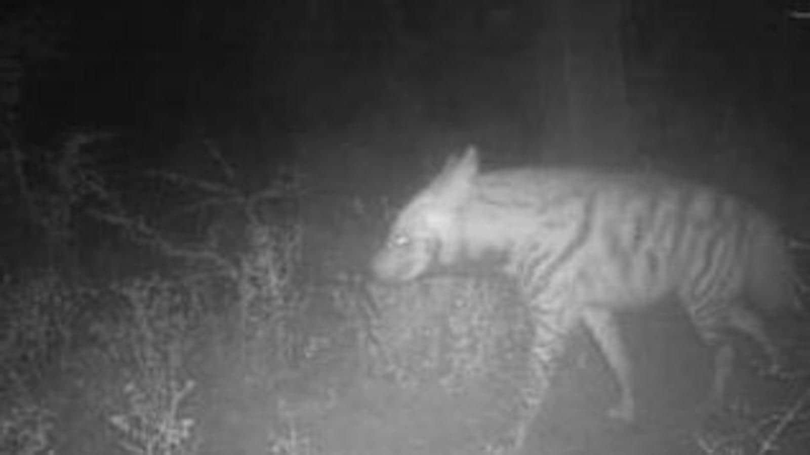 Delhi: Striped hyena spotted in Asola Bhatti sanctuary after three years