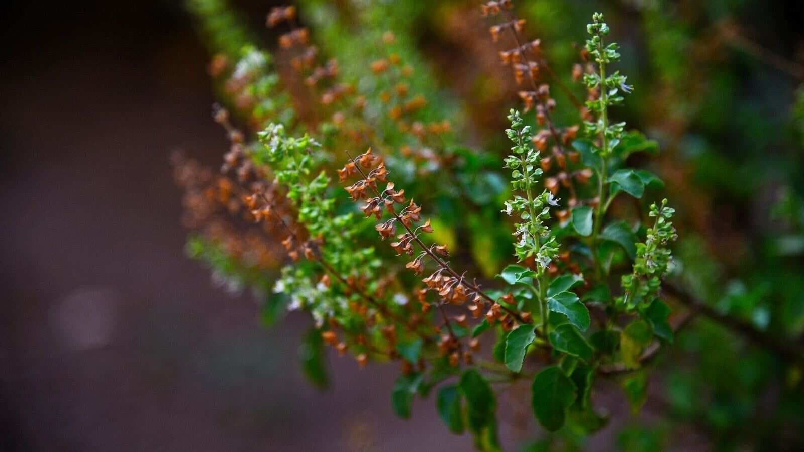 Benefits of consuming tulsi leaves every day on empty stomach