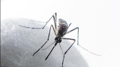 After a peak of dengue infections in October, the fresh cases are now ebbing daily due to a dip in temperature in Chandigarh tricity area. (Satish Bate/HT PHOTO)