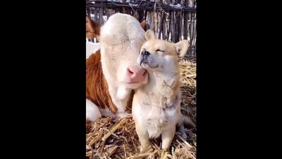 This pair of best friends, namely a dog and a cow, were seen sunbathing together.&nbsp; (reddit/@UnironicThatcherite)