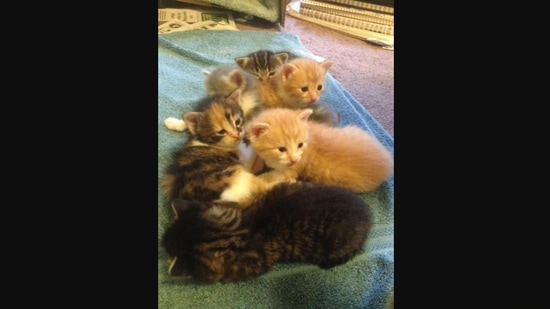 These kitten were adopted seven years ago and the rest is history. (reddit/@dissonantclear) These kitten were adopted seven years ago and the rest is history. (reddit/@dissonantclear)
