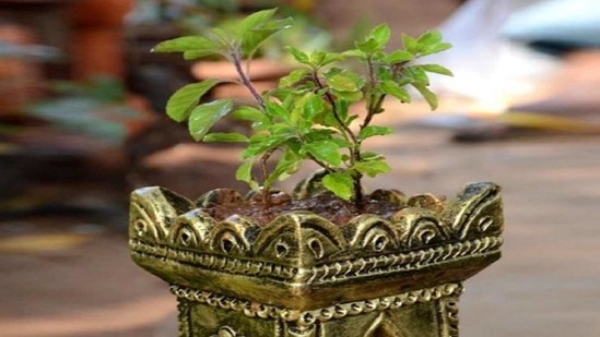 Tulsi helps in cleaning the bacteria in the mouth and brings freshness of breath.(Instagram )