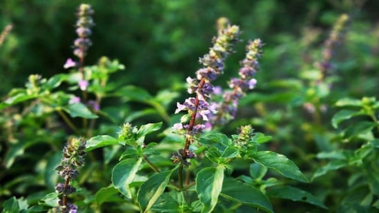 Tulsi helps in keeping the stomach healthy and improving the metabolism of the body. It also reduces the risk of gas, acidity and other digestion-related disorders.(Instagram )
