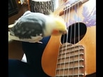 The image taken from the Instagram video shows the bird playing a guitar.