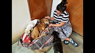 Jute sacks and thick bedsheets are coming in handy for those who are providing temporary shelters to animals on the streets.