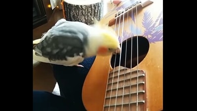 The image taken from the Instagram video shows the bird playing a guitar. (Instagram/@santaokame) The image taken from the Instagram video shows the bird playing a guitar. (Instagram/@santaokame)