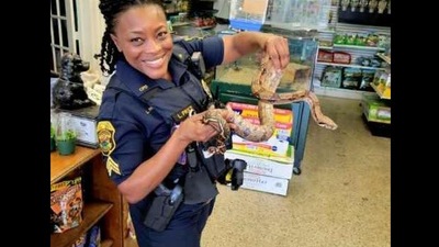 The image shows the officer holding the rescued snake. (Facebook/@Clearwater Police Department) The image shows the officer holding the rescued snake. (Facebook/@Clearwater Police Department)