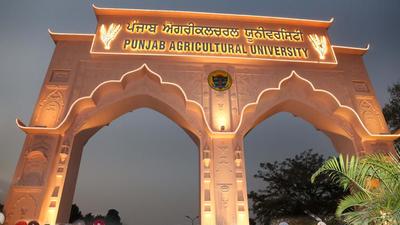 Punjab Agricultural University (PAU) has ranked second among the agricultural universities of the country in the 2020 Indian Council of Agricultural Research (ICAR) Rankings announced recently. (HT Photo)