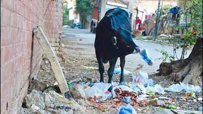 State of wards: Stray cattle and garbage strewn all around are among key issues faced by residents in Ward 31, Chandigarh. (Gurtej Singh/HT) State of wards: Stray cattle and garbage strewn all around are among key issues faced by residents in Ward 31, Chandigarh. (Gurtej Singh/HT)