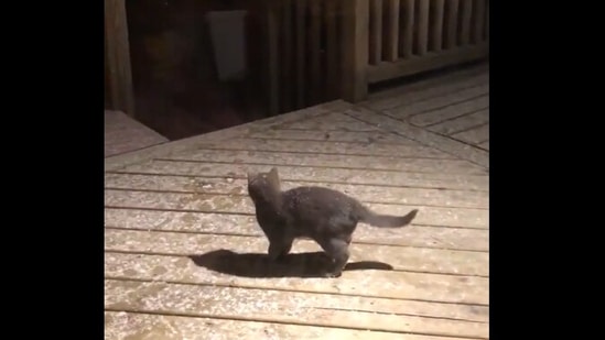 This cat is bewildered to see snowfall and tries to catch the snowflakes. (reddit/@Candid_Let7404) This cat is bewildered to see snowfall and tries to catch the snowflakes. (reddit/@Candid_Let7404)