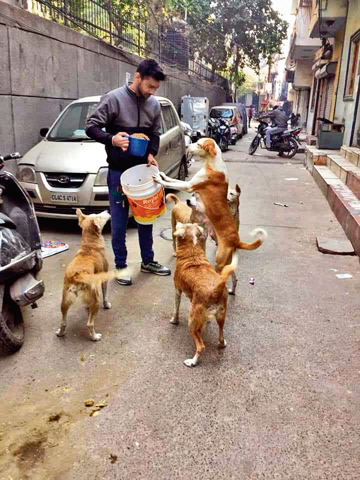 Some Delhiites are providing rice, chicken, rotis, milk, paneer, eggs, and even dog biscuits to the strays. ((Photo for representational purposes only))