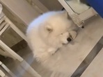 The doggo booping its own snoot. (reddit/@Savings_Subject74) The doggo booping its own snoot. (reddit/@Savings_Subject74)