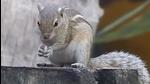 There were many other squirrels in the trees, but it was only Cherry who would come and climb on to our family members in the courtyard. (Representative image) There were many other squirrels in the trees, but it was only Cherry who would come and climb on to our family members in the courtyard. (Representative image)