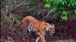 There are 231 tigers inside CTR and 266 are using the reserve according to the latest report on tigers. This is the highest number of tigers across 50 tiger reserves in India. (HT PHOTO.)