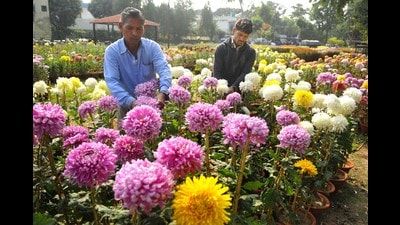 Preparations for the Chrysanthemum Show underway at Terraced Garden in Sector 33, Chandigarh, on Wednesday. (Keshav Singh/HT)