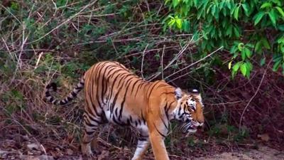 There are 231 tigers inside CTR and 266 are using the reserve according to the latest report on tigers. This is the highest number of tigers across 50 tiger reserves in India. (HT PHOTO.) There are 231 tigers inside CTR and 266 are using the reserve according to the latest report on tigers. This is the highest number of tigers across 50 tiger reserves in India. (HT PHOTO.)