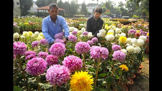 Preparations for the Chrysanthemum Show underway at Terraced Garden in Sector 33, Chandigarh, on Wednesday. (Keshav Singh/HT)