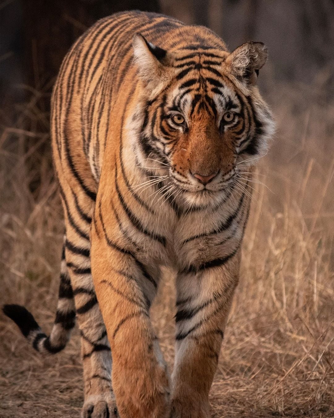 Go for a jungle safari in Ranthambore Go for a jungle safari in Ranthambore