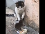 The mouse looking at the cat before successfully scaring him. (reddit/@JohnnaGulley) The mouse looking at the cat before successfully scaring him. (reddit/@JohnnaGulley)