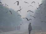 Pigeons take flight on a foggy morning in the outskirts of Dwarka in New Delhi. (Vipin Kumar / HT Photo) Pigeons take flight on a foggy morning in the outskirts of Dwarka in New Delhi. (Vipin Kumar / HT Photo)