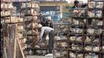 Many ducks and local birds perished in Kerala’s Alappuzha district last week forcing authorities to rush samples to a Bhopal lab. (HT PHOTO.) Many ducks and local birds perished in Kerala’s Alappuzha district last week forcing authorities to rush samples to a Bhopal lab. (HT PHOTO.)