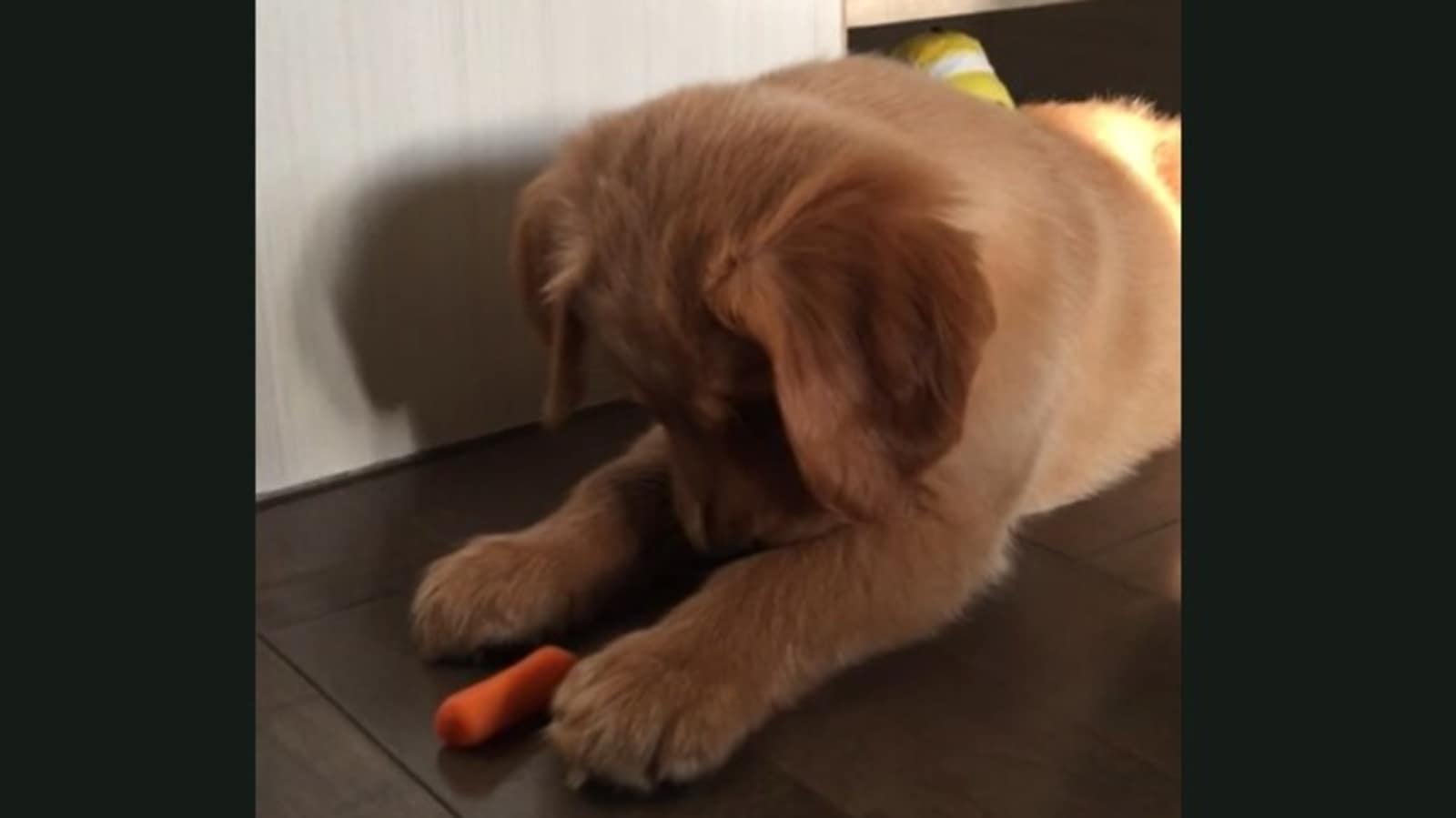 Cute puppy thoroughly confused by baby carrot. Watch its hilarious ...