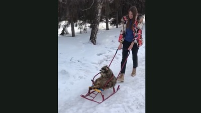 The adorable raccoon on a sleigh ride.&nbsp; (Jukin Media)