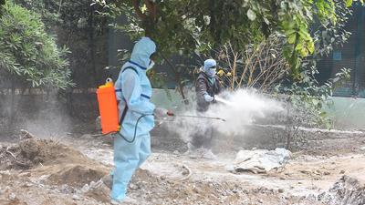 A total of 140 samples were sent for test and 26 samples tested positive for bird flu. (HT PHOTO)