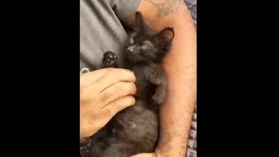 Cute cat falls asleep immediately after sneezing. Watch funny