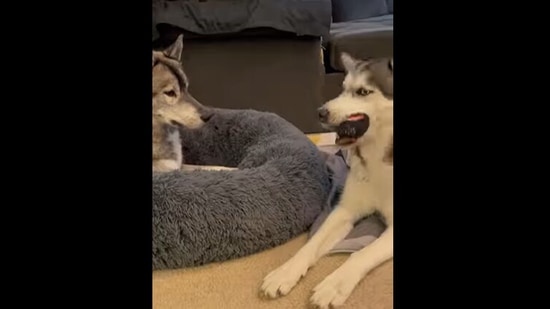 Funny talking dog videos 2021 top