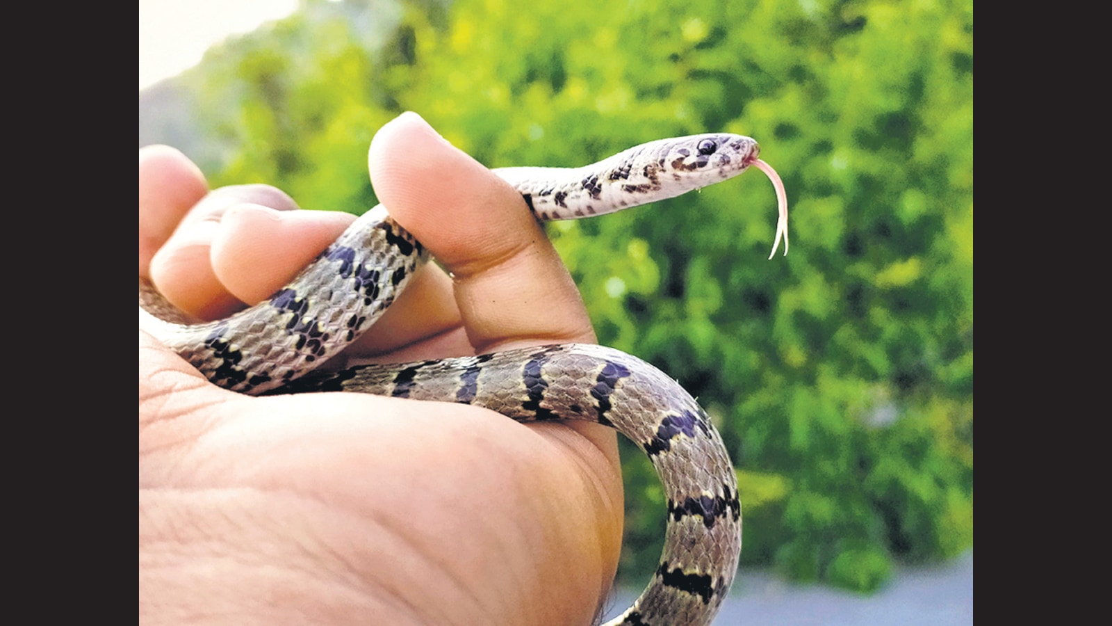 10 Top Myths About Snakes In India, Pugdundee Safaris