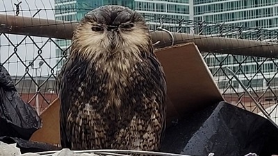The owl shown in the image was rescued from a recycling centre. (Instagram/@wildwischumane)