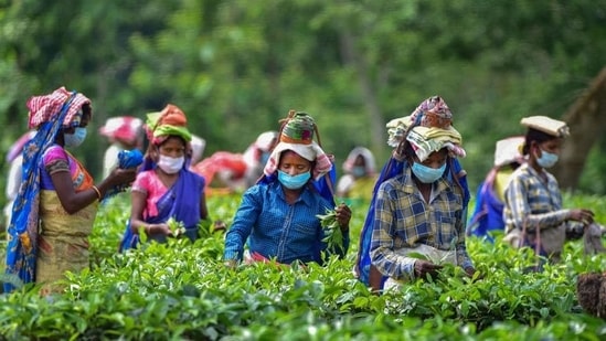 Women workers wearing masks pluck tea leaves at Kondoli Tea Estate, on the first day of Unlock 1 in Nagaon district of Assam on Monday.(PTI)